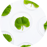 Centella Asiatica